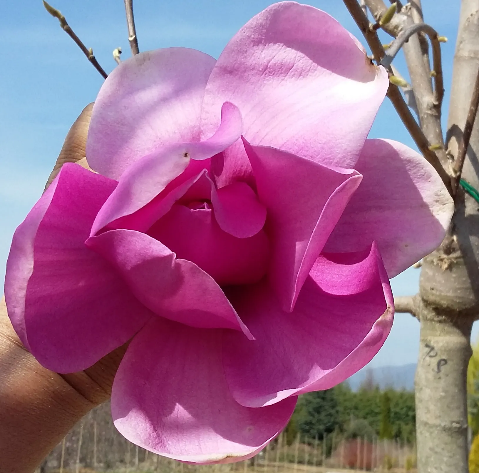 magnolia_x_purple_sensation_magnolia.webp