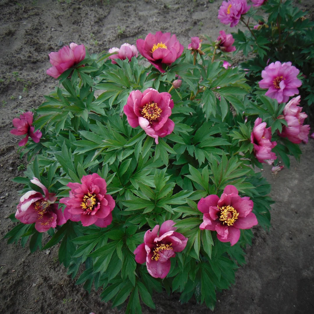 paeonia_itoh_pink_ardour.webp