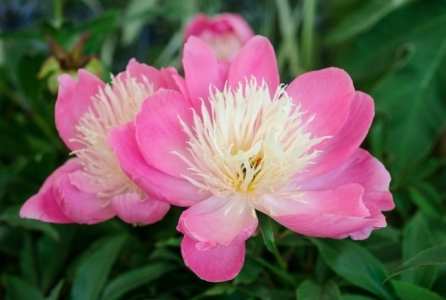 paeonia_lactiflora_bowl_of_beauty_lagyszaru_bazsarozsa_virag.jpg