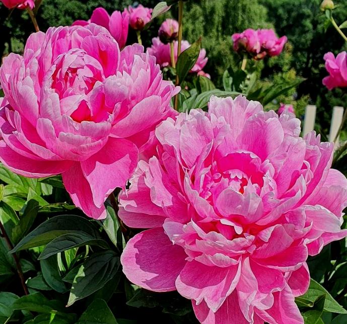paeonia_lactiflora_jadviga_lagyszaru_bazsarozsa_virag.jpg
