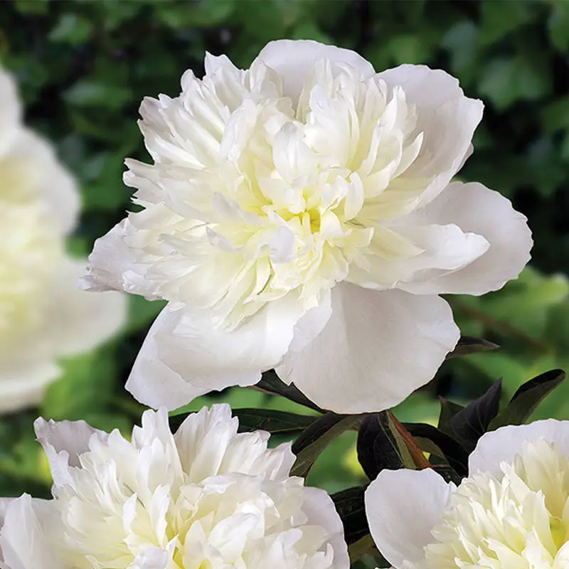 paeonia_lactiflora_lancaster_improved_punkosdirozsa.webp