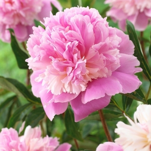 paeonia_lactiflora_sorbet_punkosdi_rozsa.jpg