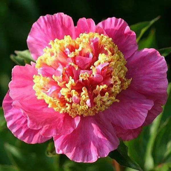 peonia_mandarin_coat_punkosdi_rozsa.webp