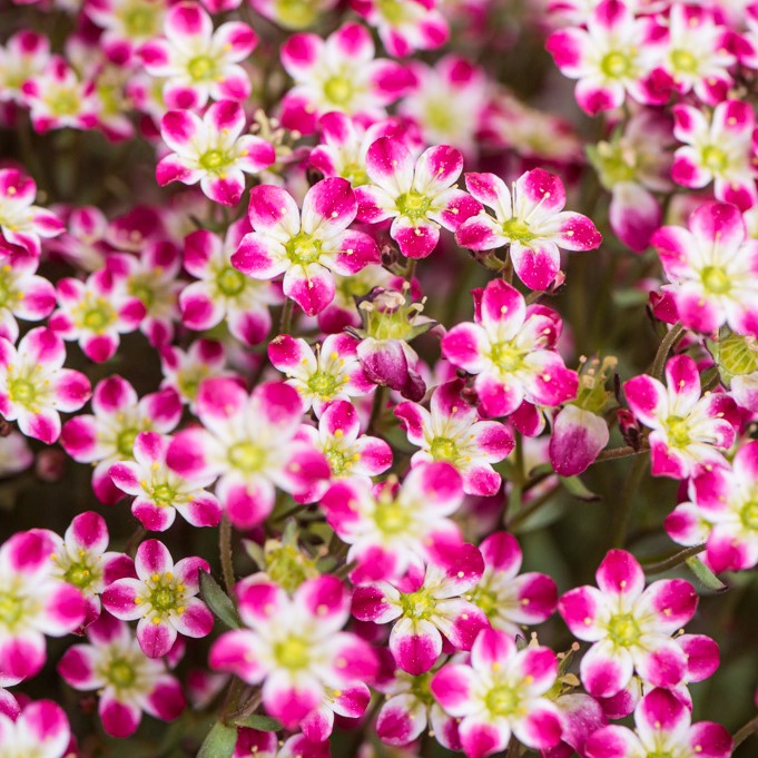 saxifraga_arendsii_marto_pikotee_kotorofu.jpg