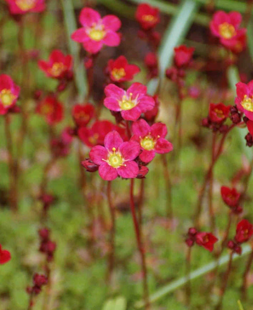 saxifraga_marto_red_kotorofu.jpg