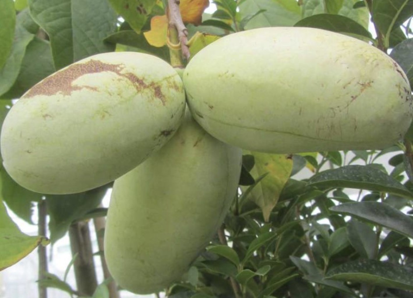 SAB OV indián banán, papau