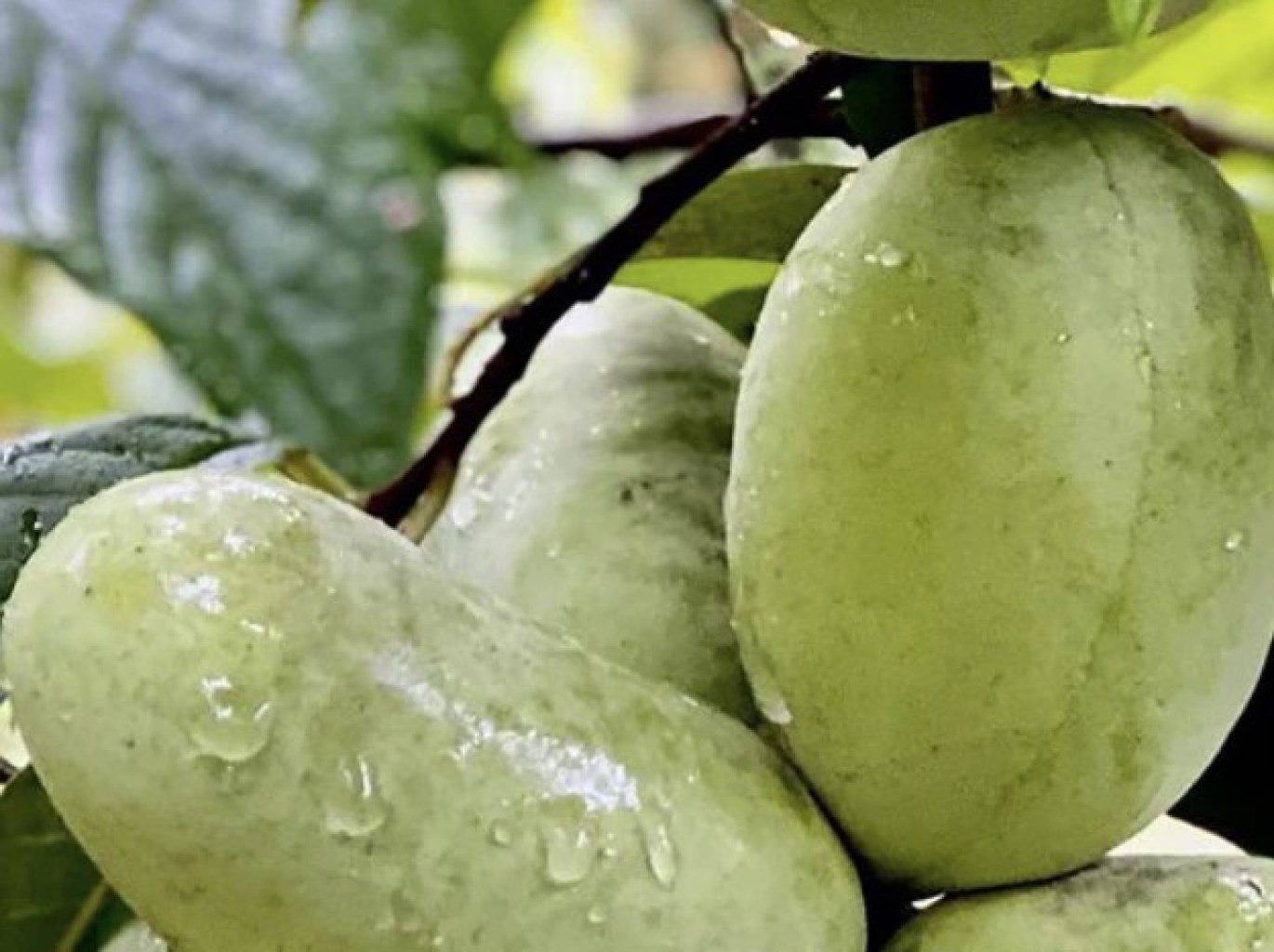 Tallahatchie indián banán, pawpaw OLTVÁNY