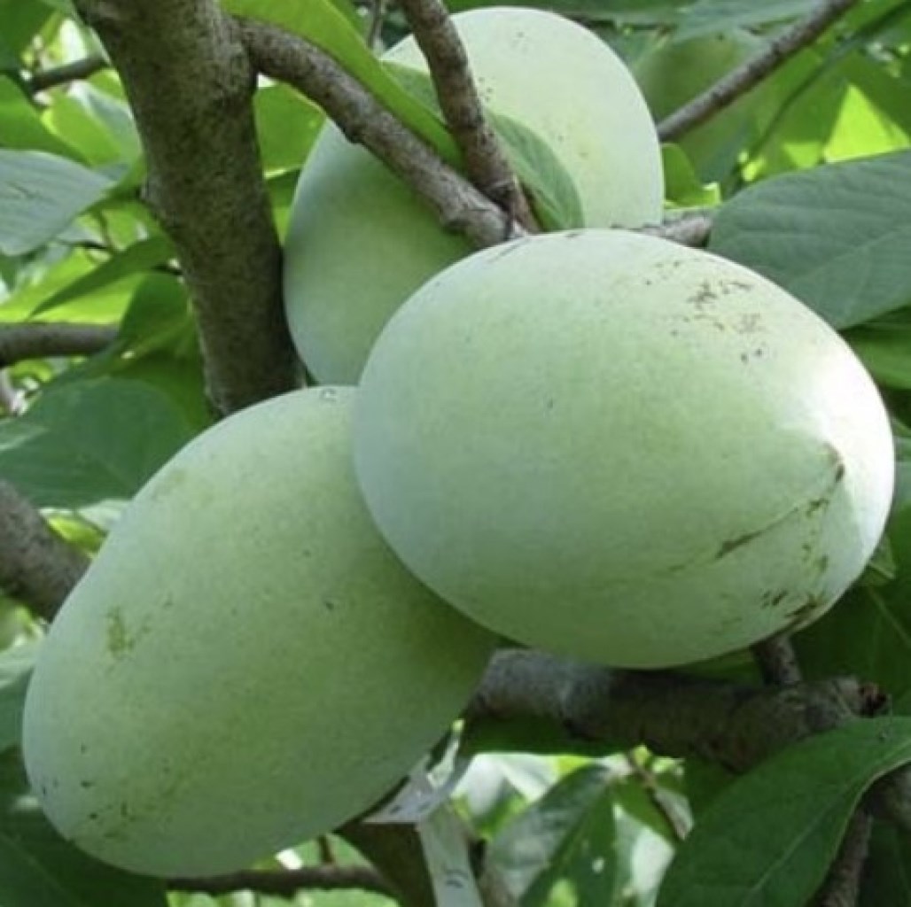 Sunglo (Sun-Glo) indián banán, papau OLTVÁNY