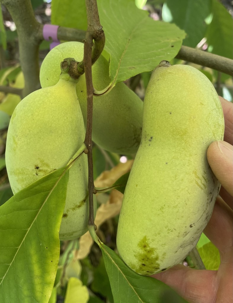 Rebecca"s Gold indián banán, papau