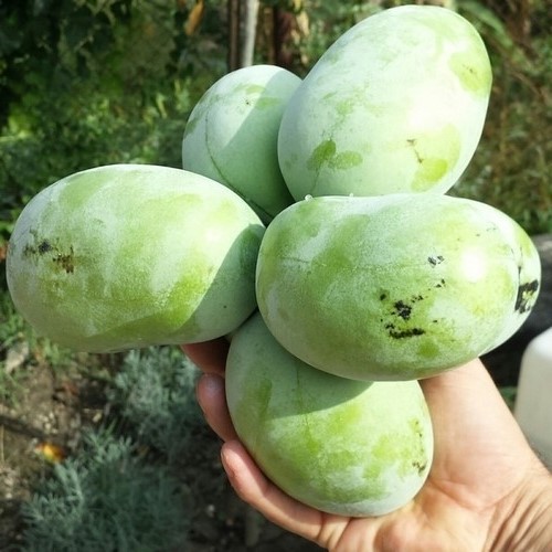 Tollgate indián banán, papau