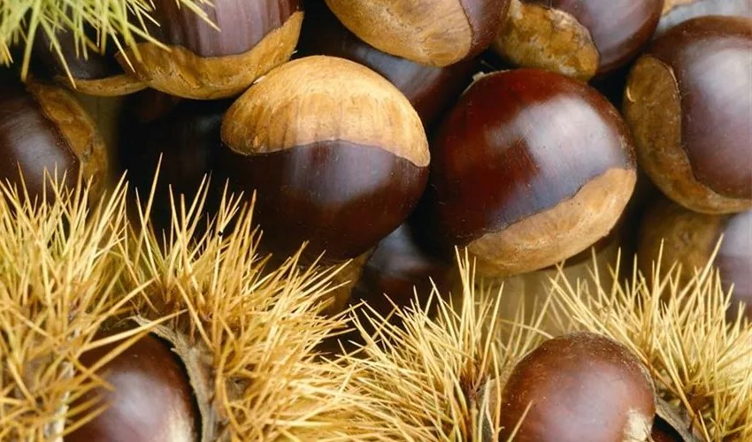 Marsol eurázsiai hibrid szelídgesztenye