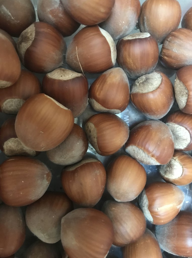 Lars SC 215 dán mogyoró