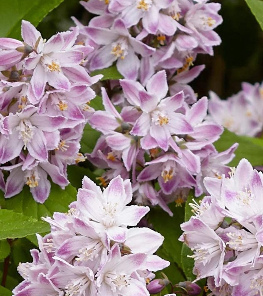 Raspberry Sundae törpe gyöngyvirágcserje