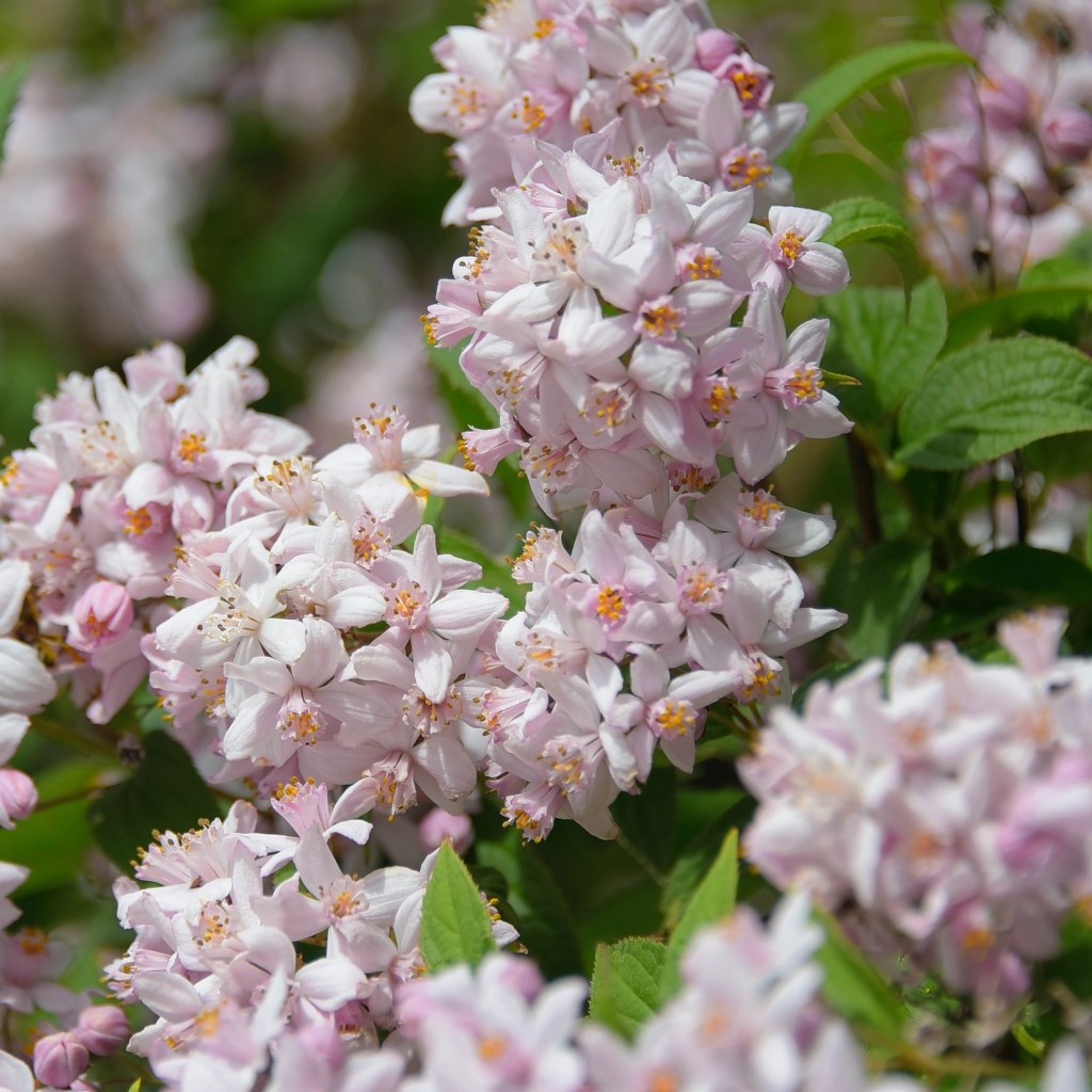 Hegyi Rózsa gyöngyvirágcserje