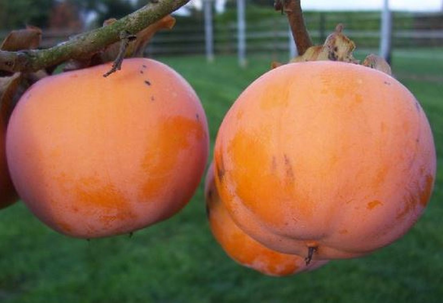 Tipo datolyaszilva, kaki