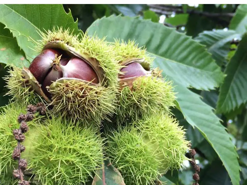 Kínai szelídgesztenye