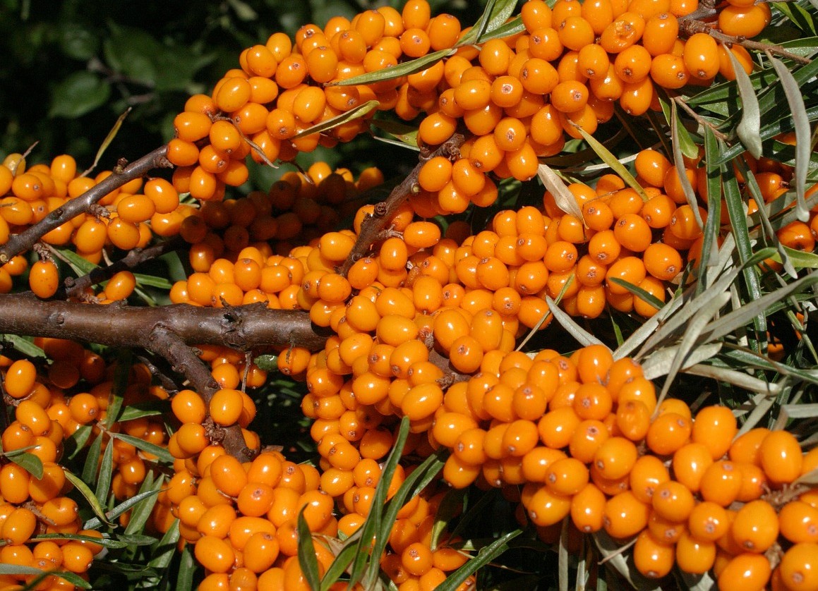 Opylovac porzós homoktövis