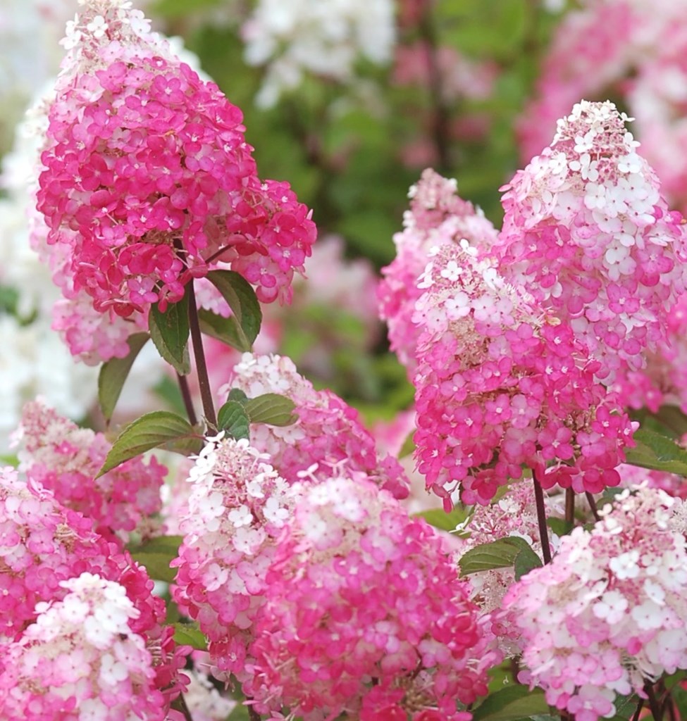<b>Fraise Melba hortenzia</b> (Hydrangea paniculata Fraise Melba) a bugás hortenzia fajták egyik legkedveltebb képviselője. A Fraise Melba név – amely franciául eper Melba-t jelent – tökéletesen leírja a virágzatok színét: a finom, eperrózsaszín árnyalat a desszertek világából ismert  Ez a fajta a bőséges, hosszan tartó virágzás, a szép színváltozás és a megbízható télállóság hármasát kínálja. Kifejlett mérete és megjelenése: A Fraise Melba közepes termetű, 1,2-1,5 méter magas és 1-1,2 méter széles, sűrű, bokros, kerekded habitusú cserje. Habitusa kompakt, a szárak erősek, nem dőlnek meg a virágzatok súlya alatt. Levelei közepes méretűek, tojásdad vagy elliptikus alakúak, 6-10 cm hosszúak, élénkzöldek, fonákjuk világosabb, szélük finoman fogazott. A virágok a növény igazi ékkövei: július-augusztus környékén nyílnak, és akár októberig is díszíthetik a kertet. A virágzatok kúp alakúak, közepesen nagyok vagy nagyok, 20-25 cm hosszúak. A Fraise Melba különlegessége a színváltozás: a virágok kezdetben fehérek vagy zöldesfehérek, majd finom, pasztelles eperrózsaszínbe, később sötétebb rózsaszínbe, végül őszre mélyebb, már-már vöröses árnyalatba váltanak. A virágok meddők, nem képeznek magot, így a virágzási energia teljes mértékben a látványos virágfejekre fordítódik. Igényei és gondozási útmutató: A Fraise Melba a legszebb virágdíszét és a legszebb színváltozását teljes napos vagy félárnyékos helyen hozza. Napos helyen a rózsaszín árnyalatok intenzívebbek, a virágzása bőségesebb. Félárnyékban a színváltozás finomabb, pasztellesebb. Talajban a jó vízelvezetésű, közepesen tápanyagú, enyhén savanyú vagy semleges (pH 6,0-7,0) talajokat kedveli. A meszes talajokat is jól tűri, de a nagyon meszes talajban a rózsaszín szín fakóbb lehet. Fiatal korában rendszeres öntözést igényel, idősebb korban a rendszeres, egyenletes nedvesség segíti a bőséges virágzást. A hosszabb aszályos időszakokban feltétlenül öntözzük. Tápanyag-utánpótlásról tavasszal, komposzttal vagy hortenzia műtrágyával gondoskodhatunk. Metszése kulcsfontosságú a bőséges virágzás szempontjából: kora tavasszal, a rügyfakadás előtt a hajtásokat akár 15-30 cm magasságig is visszavághatjuk. A bugás hortenzia az új hajtásokon virágzik, így a radikális visszametszés serkenti a nagy virágzatok képződését. Teleltetésre nincs szükség, mivel kiváló télállósággal rendelkezik, akár -30 °C-ig is ellenáll. Kártevők közül a levéltetvek és a takácsatkák okozhatnak problémát. Betegségek közül a lisztharmat, a levélfoltosság és a klorózis (vashiány, meszes talajon) fordulhat elő. Kertstílus és növénytársítások: A Fraise Melba finom eperrózsaszín színváltozása miatt számos kertstílusban megállja a helyét. Romantikus kertekben és angolkertekben a finom, pasztelles rózsaszín virágzataival a lágy, nőies hangulatot erősíti. Természetes kertekben a rovarokat vonzó virágai miatt kiváló választás. Városi kertekben és előkertekben a légszennyezést is jól tűri, így alapozó növényként vagy sövényként is megállja a helyét. Kortárs kertekben a letisztult vonalakhoz a rózsaszín virágfejek lágy, meleg ellenpontot adnak. Változatos növénytársítások: Levendulával: A levendula (Lavandula angustifolia) lila virágai és ezüstös lombozata mellett a Fraise Melba rózsaszín virágai gyönyörű kontrasztot alkotnak. Ezüstlevelű növényekkel: Az üröm (Artemisia) ezüstszürke levelei vagy a tengerparti tátika (Limonium) mellett a rózsaszín szín különösen jól érvényesül. Díszfüvekkel: A tollborzfű (Pennisetum alopecuroides) vagy a törpe pampuszfű (Miscanthus sinensis) lágy, mozgó hátteret biztosít a hortenzia keményebb formáihoz. Páfrányokkal: A félárnyékos helyre ültetett páfrányok (Dryopteris, Polystichum) finom textúrájukkal szépen kiegészítik a hortenzia nagy leveleit. Tavasszal virágzó hagymásokkal: A cserje tövébe ültetett tulipánok (Tulipa) vagy nárciszok (Narcissus) tavasszal, a hortenzia virágzása előtt színesítik a tájat. Fehér virágú növényekkel: A fehér virágú gyöngyvirágcserje (Deutzia) vagy a fehér hortenzia fajták mellett a rózsaszín árnyalatok harmonikus kompozíciót alkotnak. A Fraise Melba kiváló választás azok számára, akik egy finom, eperrózsaszín virágzatú, bőségesen virágzó hortenziát keresnek, amely a nyár második felétől őszig díszíti a kertet, és romantikus, angolkertek egyik kedvencévé válhat. USDA besorolása: 4-8.