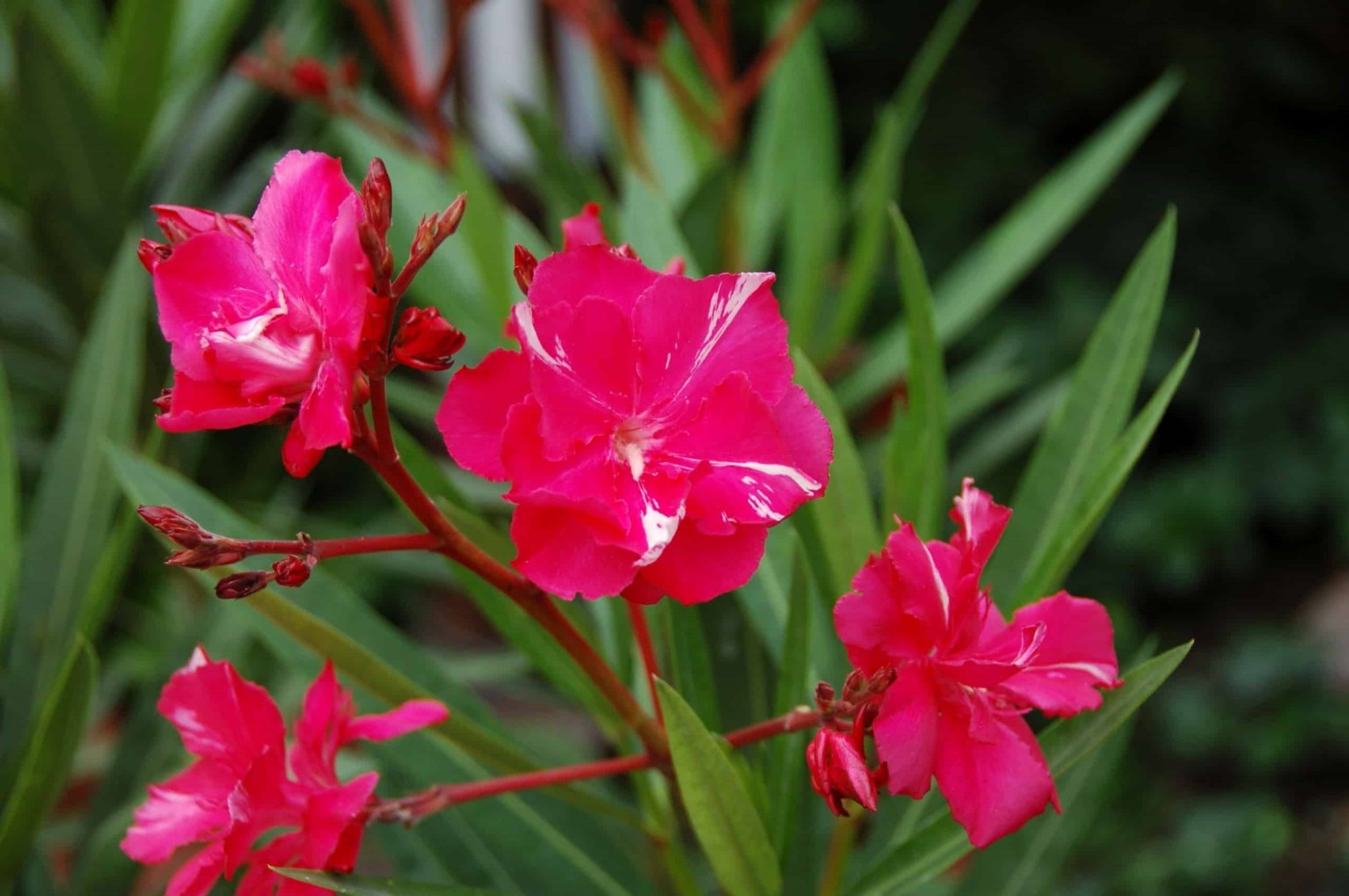 Commandant Barthelemy leander