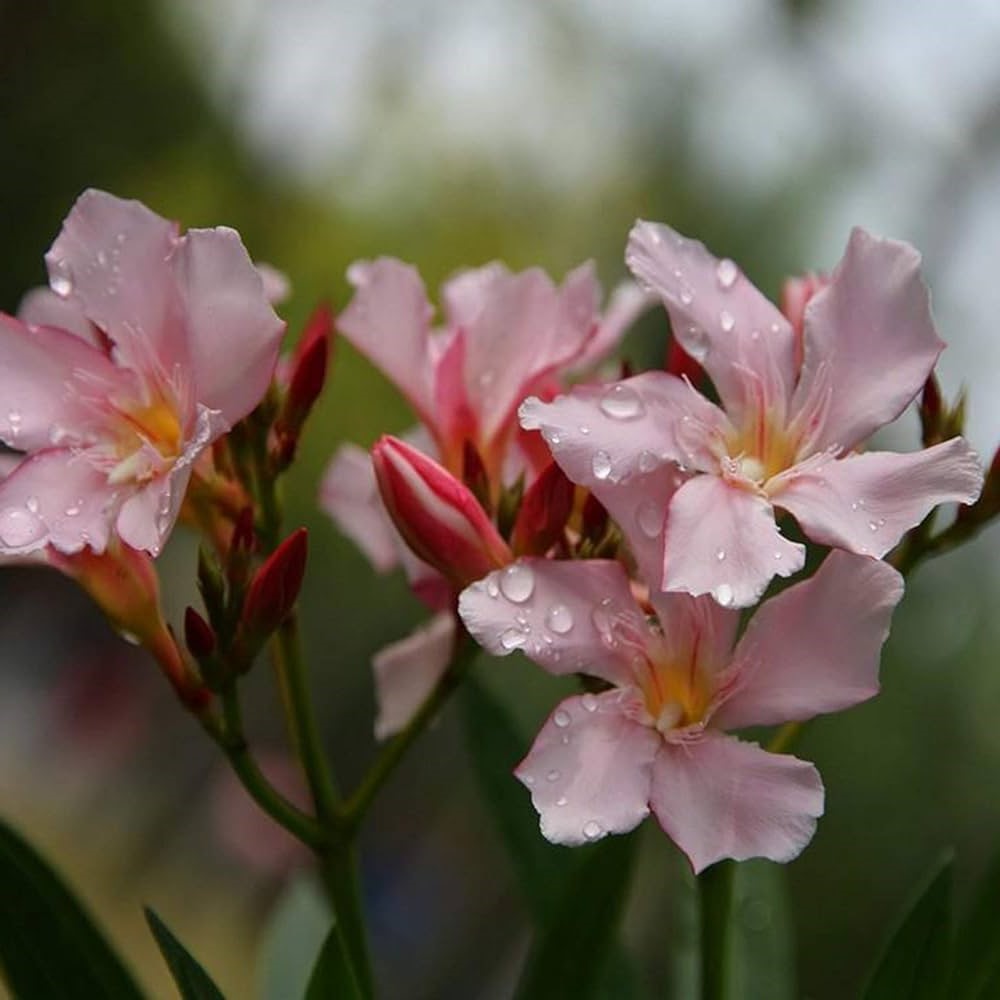 Rose des Vents leander