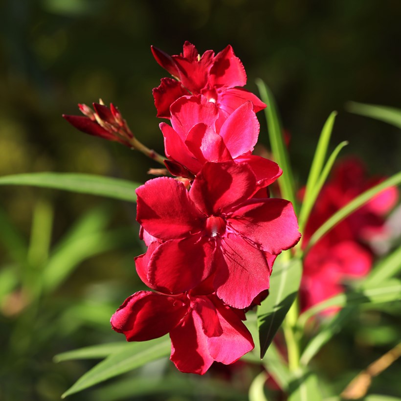 Scarlet Beauty leander
