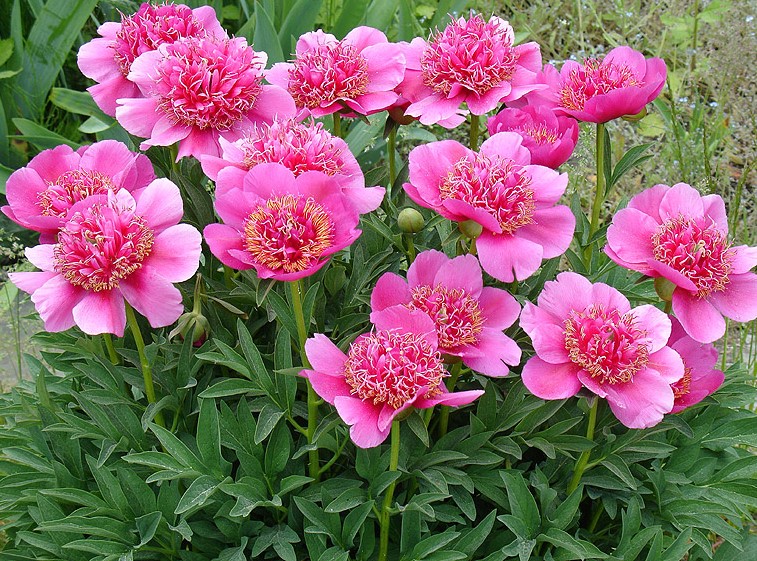 Anemonefolium pünkösdirózsa