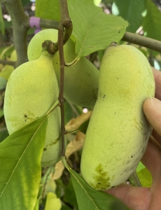 Rebecca"s Gold indián banán, papau