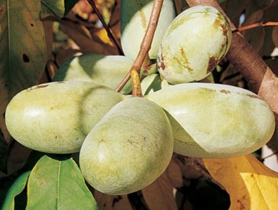 Shenandoah indián banán