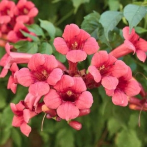 Gábor sötétpiros virágú trombitafolyondár