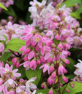 Tourbillon Rouge gyöngyvirágcserje