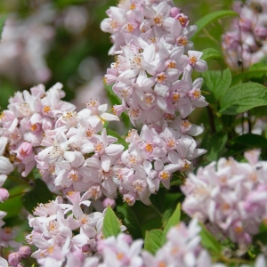 Hegyi Rózsa gyöngyvirágcserje