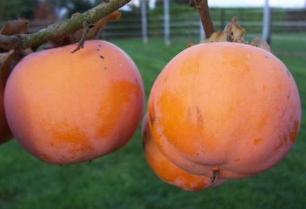 Tipo datolyaszilva, kaki