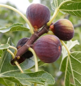 Ronde de Bordeaux füge