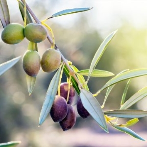 Cailletier olíva, olajfa