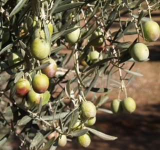 Heraulti Zöld olajfa