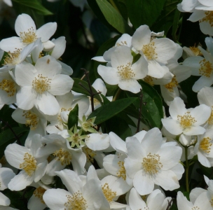 Dame Blanche illatos jezsámen