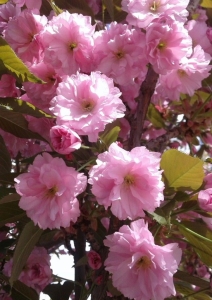 Telt virágú rózsaszín japándíszcseresznye