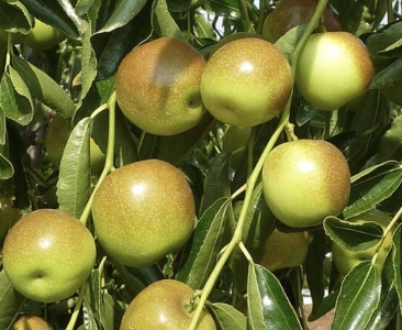 Dongzao kínai datolya