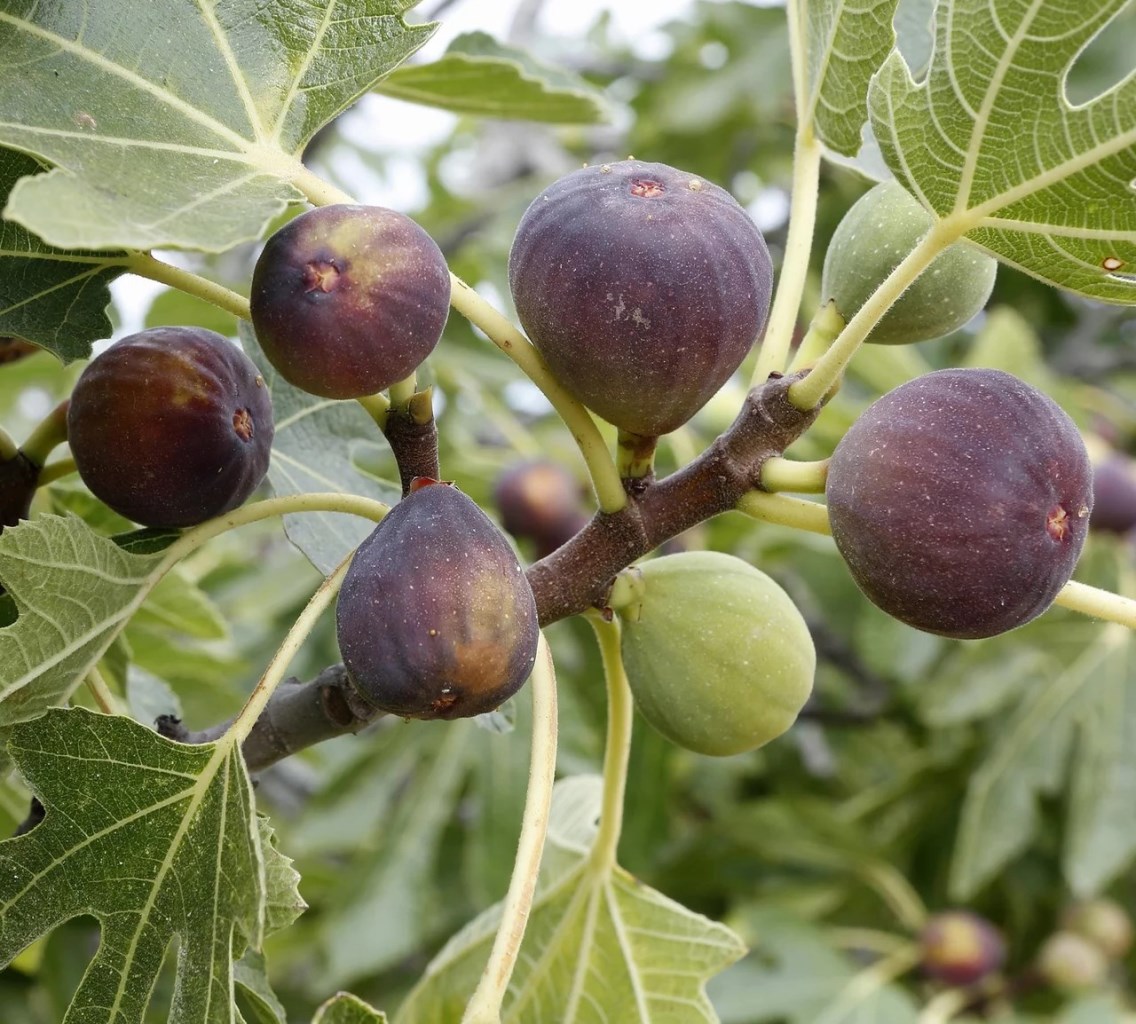 Rouge de Bordeaux füge