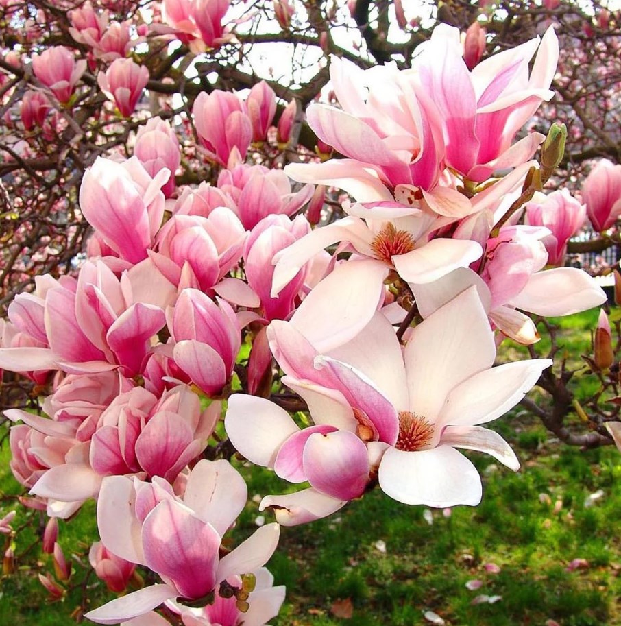 magnolia_saatisfaction_liliomfa_04.jpg