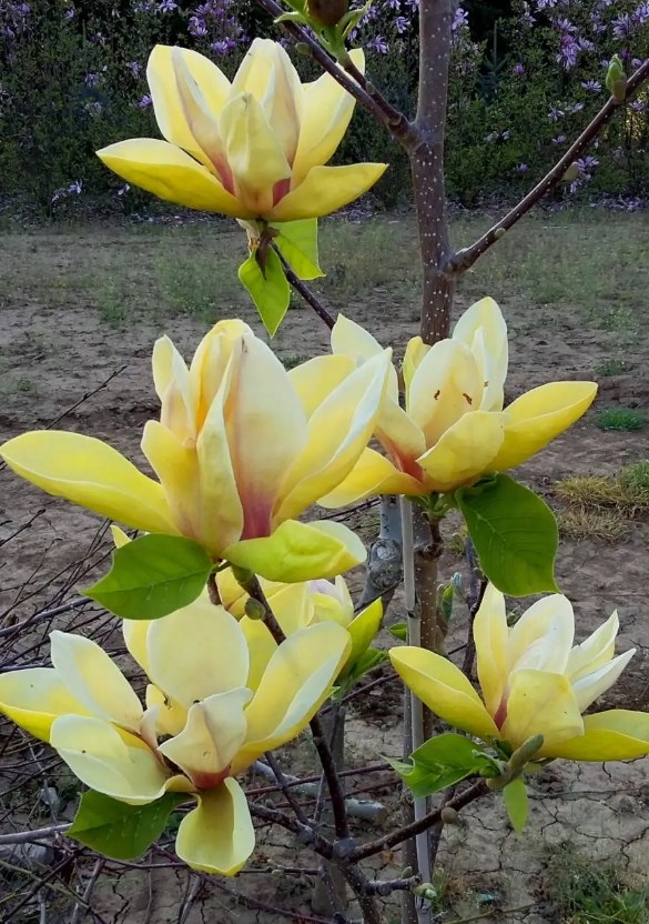 magnolia_sunsation_liliomfa_02.jpg