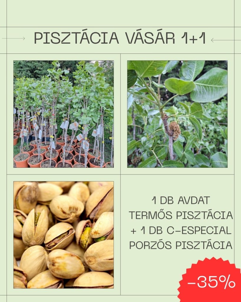 Prémium Advat és C-Especial pisztácia csemete csomag