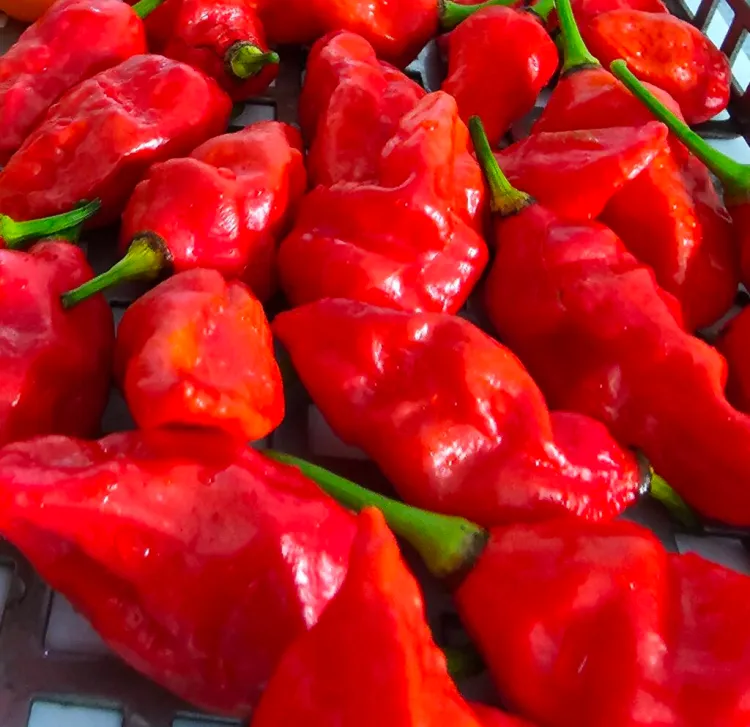 Naga Morich chili