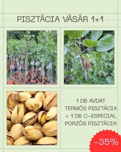 Prémium Advat és C-Especial pisztácia csemete csomag