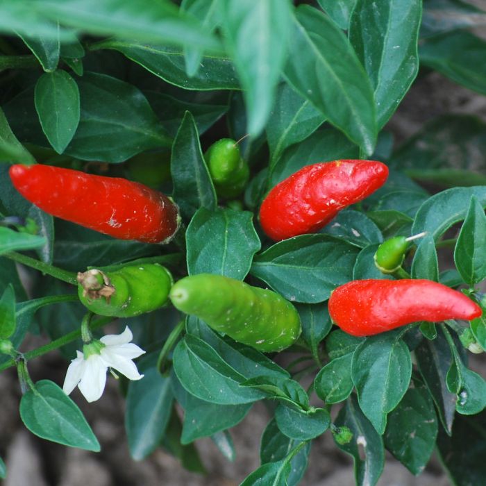 San Remo chili