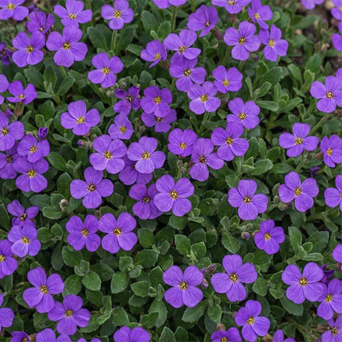 Royal Cascade Purple Violet pázsitviola