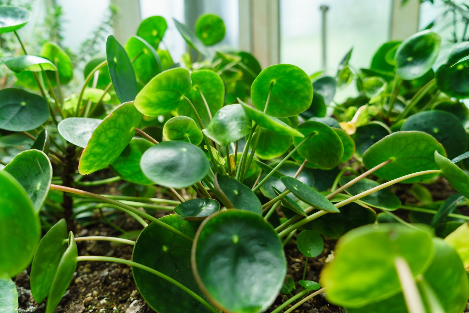 Pénzlevelű pilea