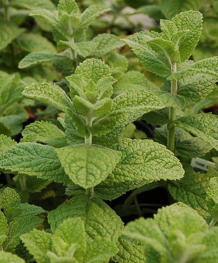 Almaillatú menta
