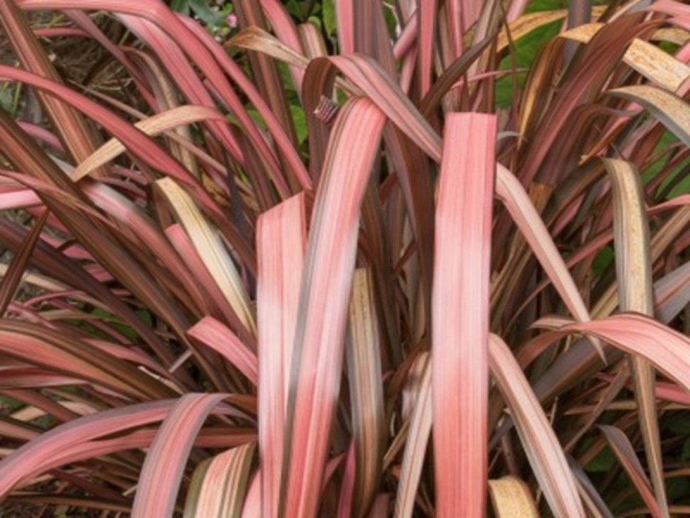 Pink Flamingo új-zélandi vászonfű