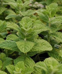 Almaillatú menta